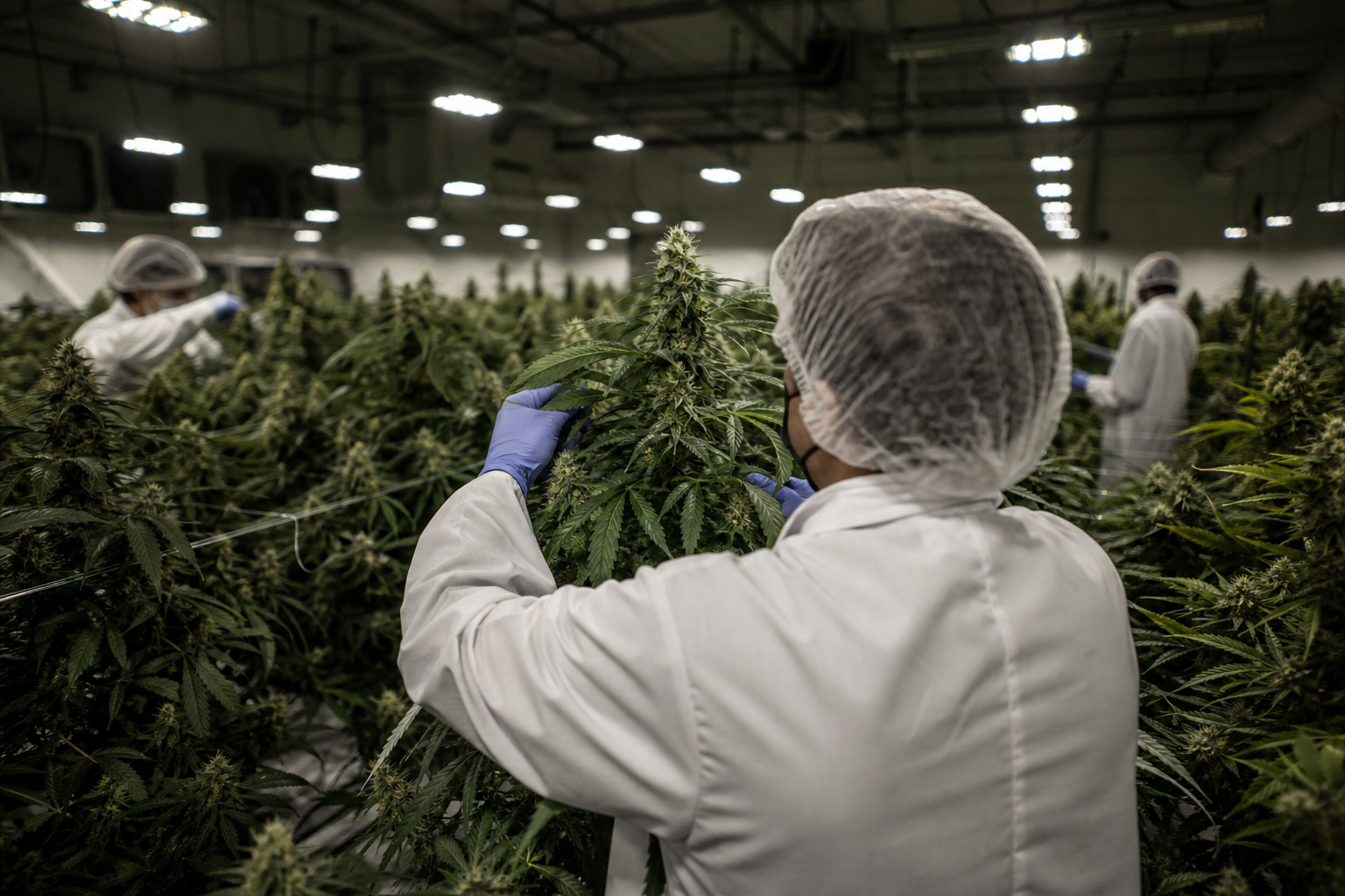 Aurora Cannabis (ACB) Rallies as Curaleaf Plans Takeover Bid: What Investors Need to Know