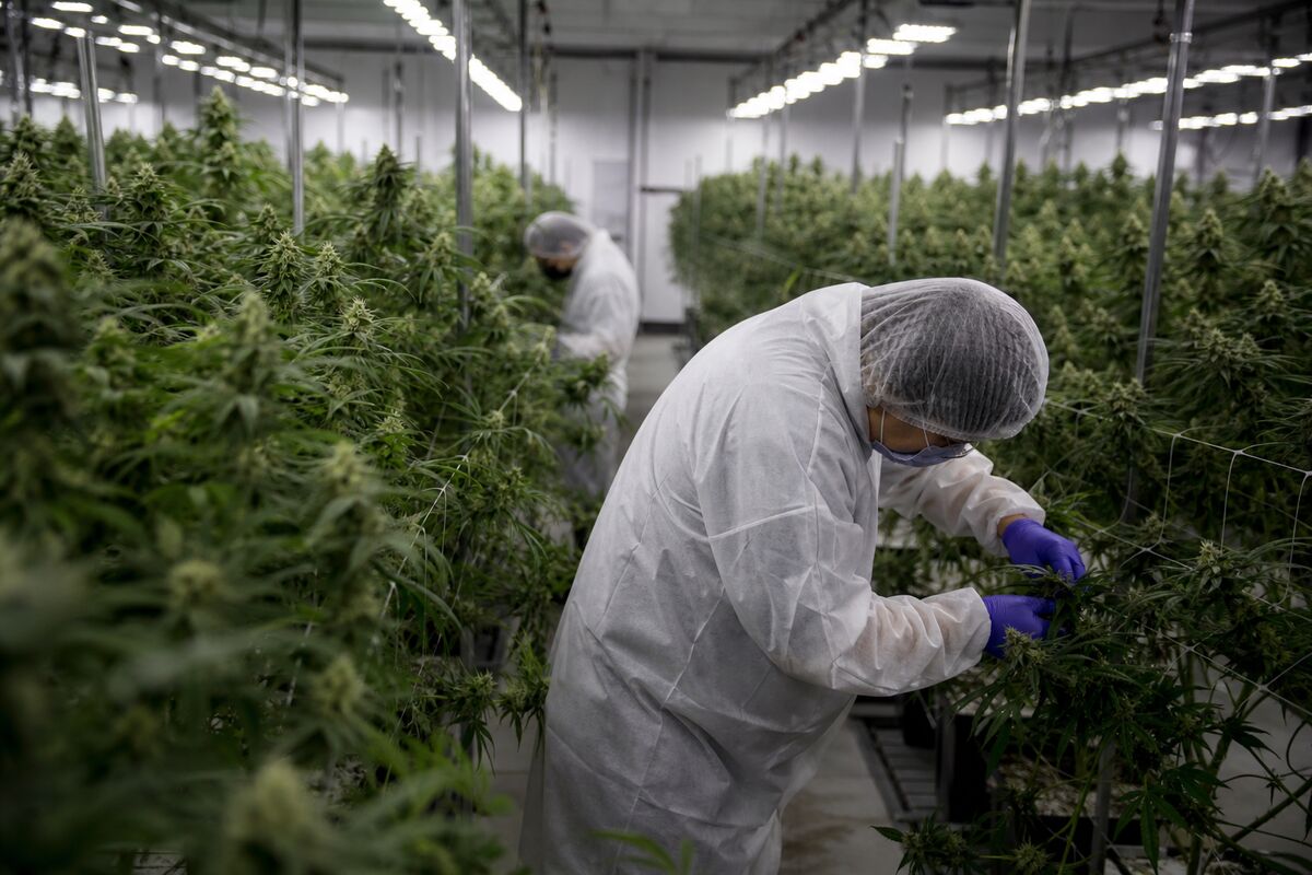 Curaleaf's Hostile Bid for Aurora: A New Era in Cannabis Consolidation