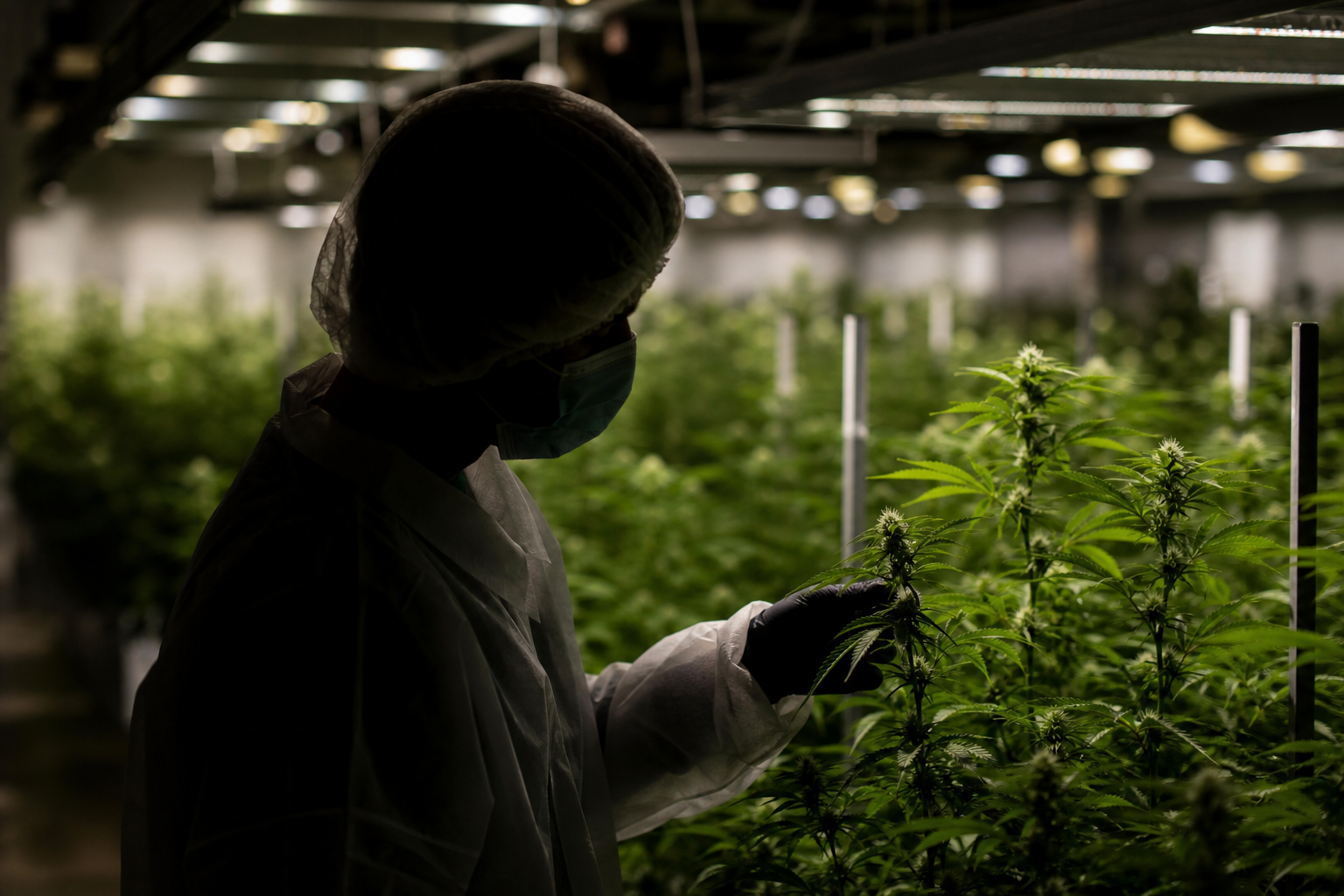 Aurora Cannabis Faces Hostile Takeover: What Investors Need to Know