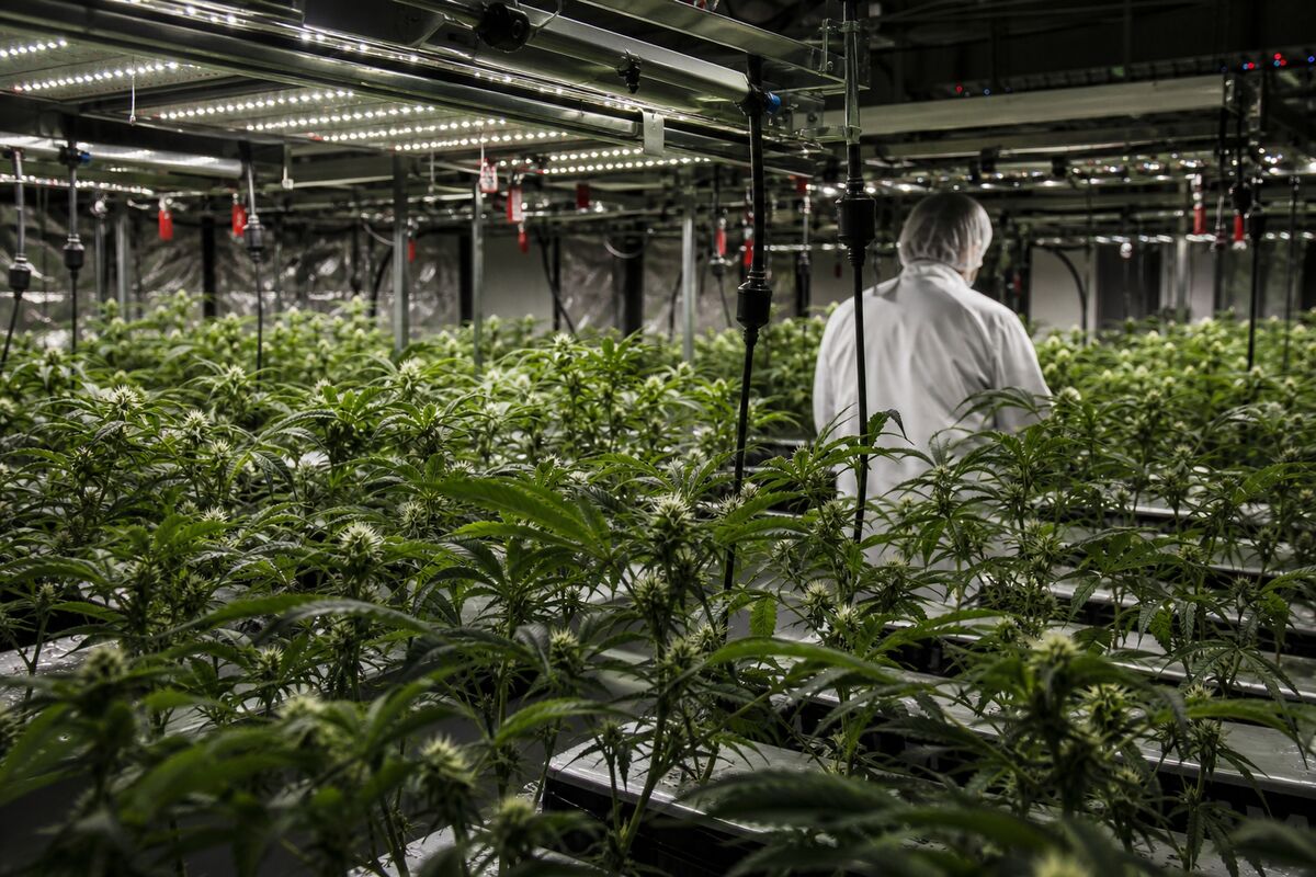 Curaleaf's Hostile Takeover of Aurora: Impact on the Canadian Cannabis Market