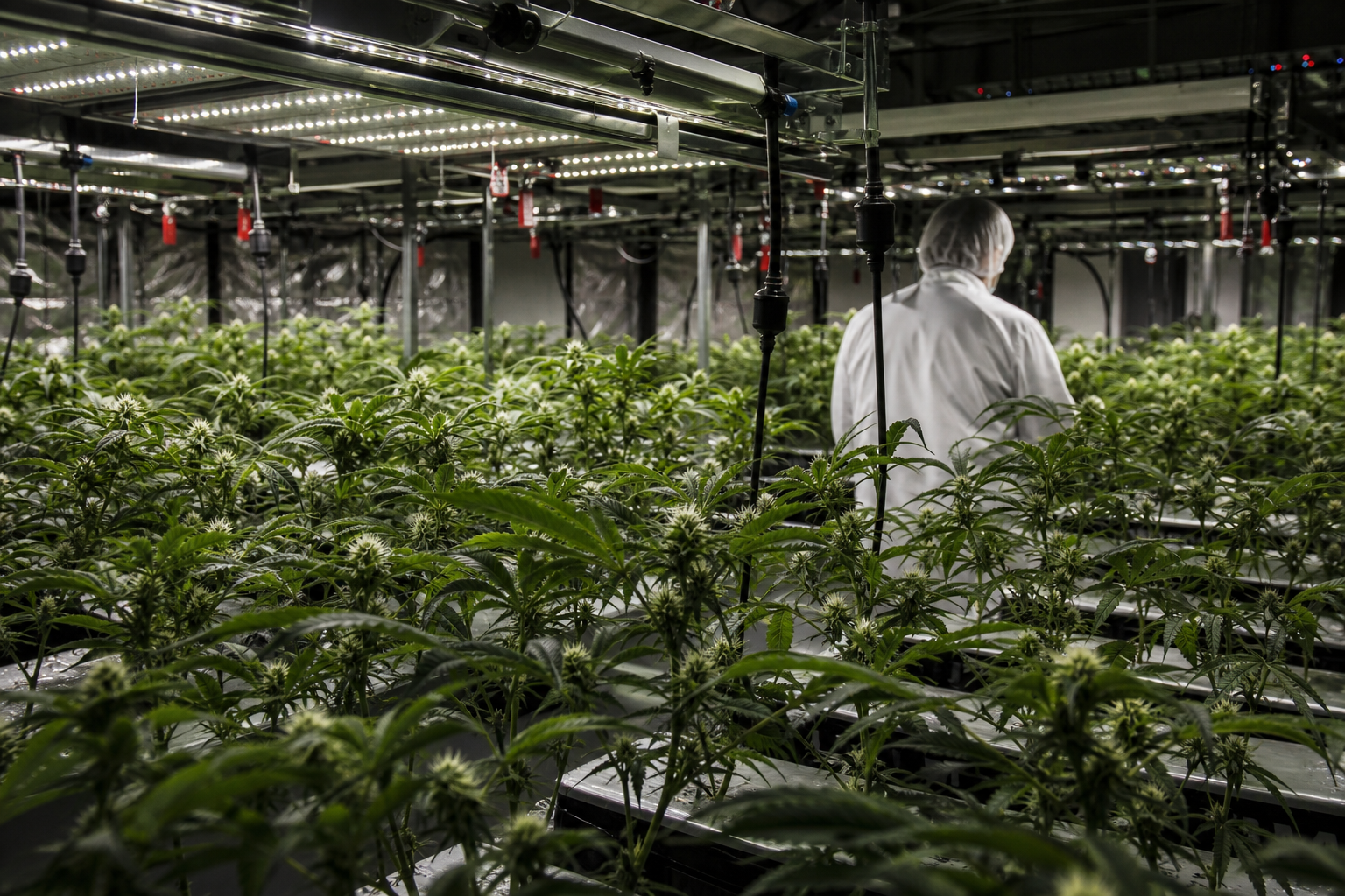 Curaleaf's Hostile Takeover of Aurora: Impact on the Canadian Cannabis Market
